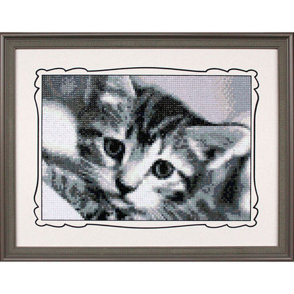 Gatto bianco e nero